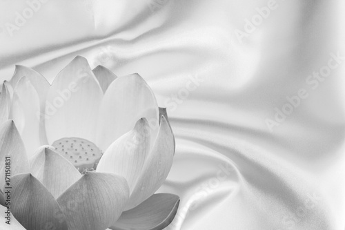 Fototapeta Naklejka Na Ścianę i Meble -   fleur de lotus sur tissu de satin , noir et blanc