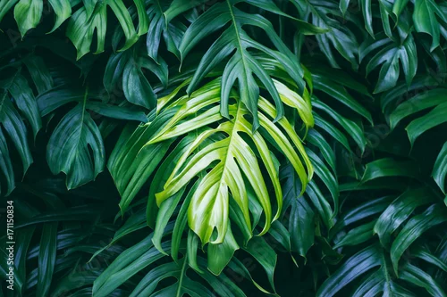 Obraz tropikalne liście na ciemnym tle