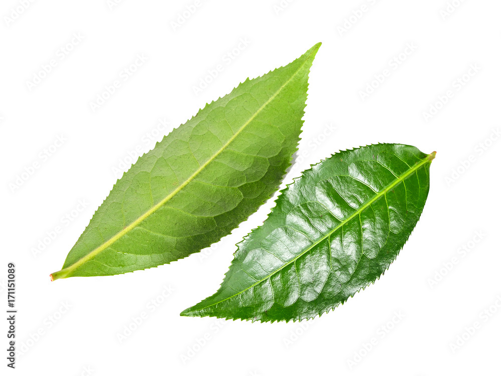 Obraz premium Tea leaf isolated on the white background