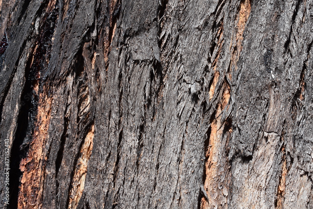 Eucalyptus bark texture Eucalyptus bark texture