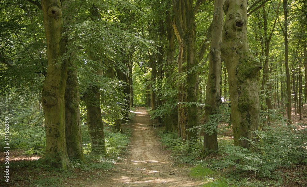 Fototapeta premium Dutch Nature