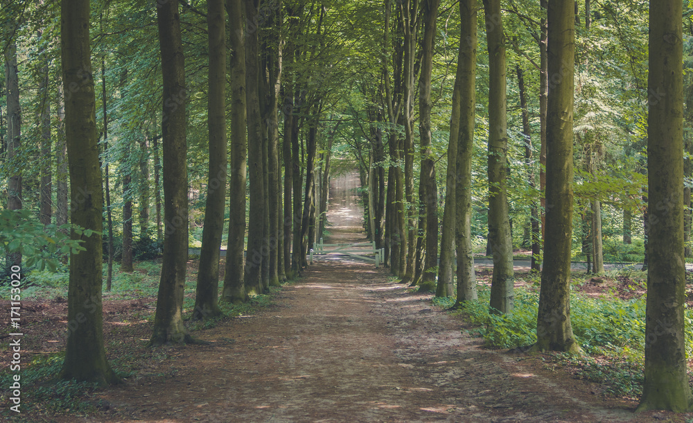 Fototapeta premium Dutch Nature