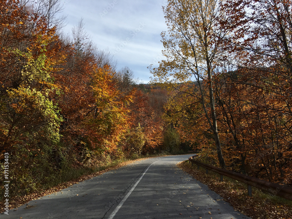 Driving through an autumn forest