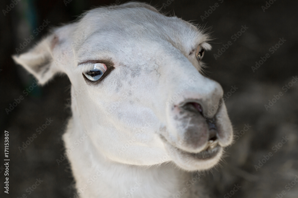 Portrait of a white llama with big eyes in a zoo. Closeup, selective focus