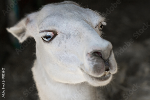 Portrait of a white llama with big eyes in a zoo. Closeup, selective focus © marketlan