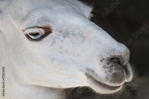 Portrait of a white llama with big eyes in a zoo. Closeup, selective focus