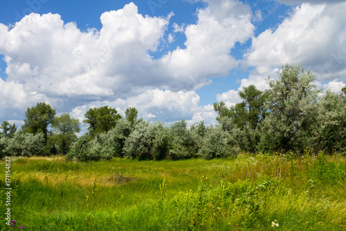 Summer landscape with green trees  meadow and blue sky