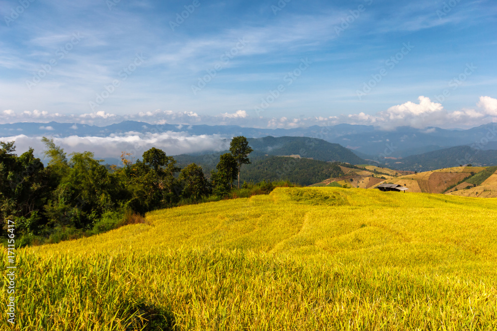 Green Terraced Rice Field in Pa Pong Pieng, Mae Chaem, Chiang Mai Province, Thailand
