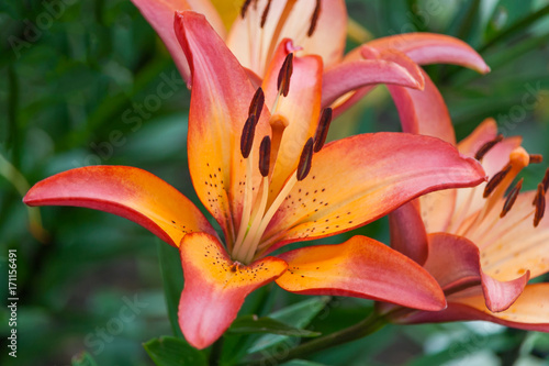 Closeup view of a Daylily flower photo