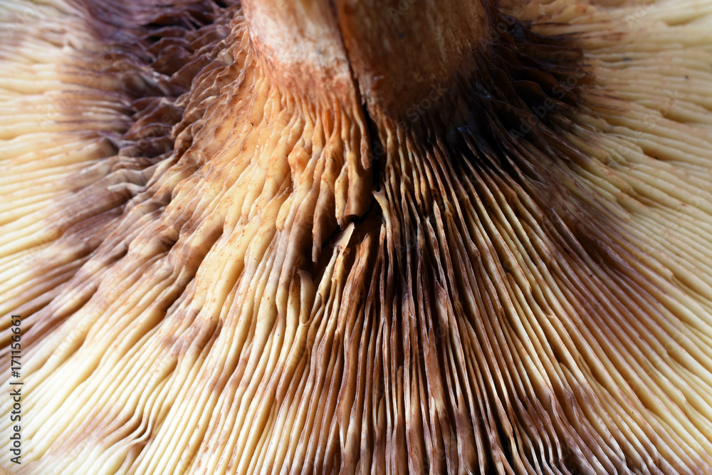 Fototapeta premium Detail of mushroom as abstract background.