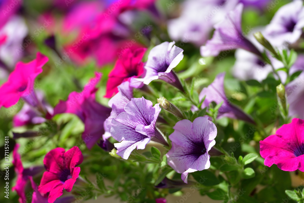 flower garden flower garden
