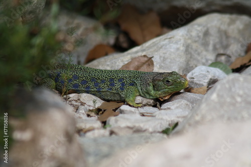 Lucertola ocellata photo