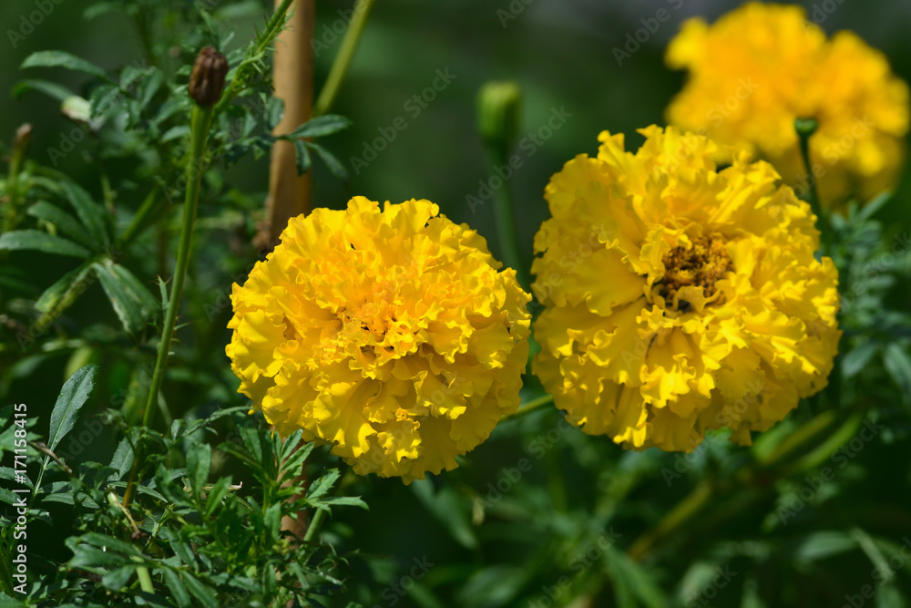 wild flower wild flower