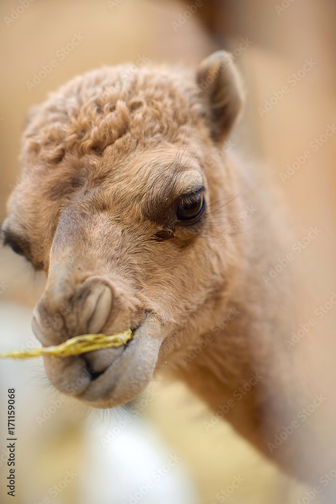 a small camel chews hay, soft focus