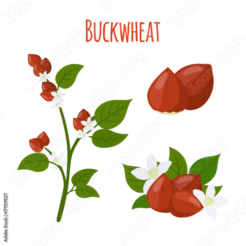 Buckwheat plant, cereal grains, vegetarian food.Flat style. Vector illustration