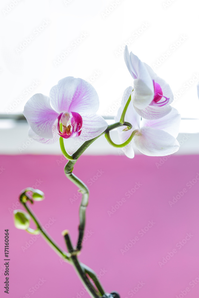 Obraz premium Beautiful colorful orchid flower. Amazing Orchids with space for text