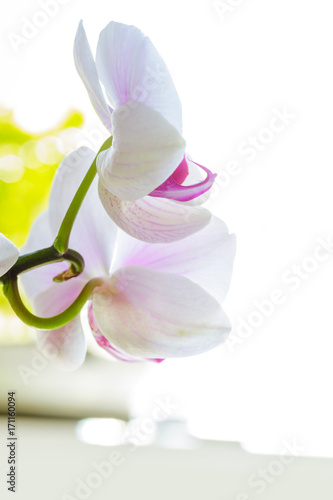 Close up of Beautiful colorful orchid flower.