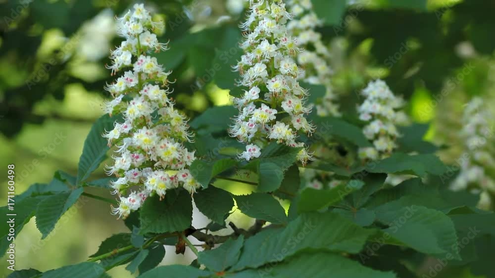 Twig of a blossoming chestnut in the park