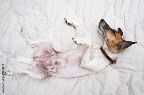 Fototapeta Naklejka Na Ścianę i Meble -  dog is sleeping on his back in bed