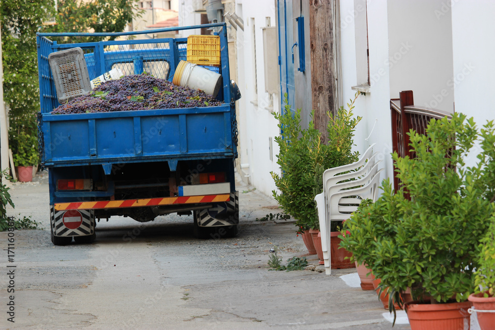 Harvest of Grapes
