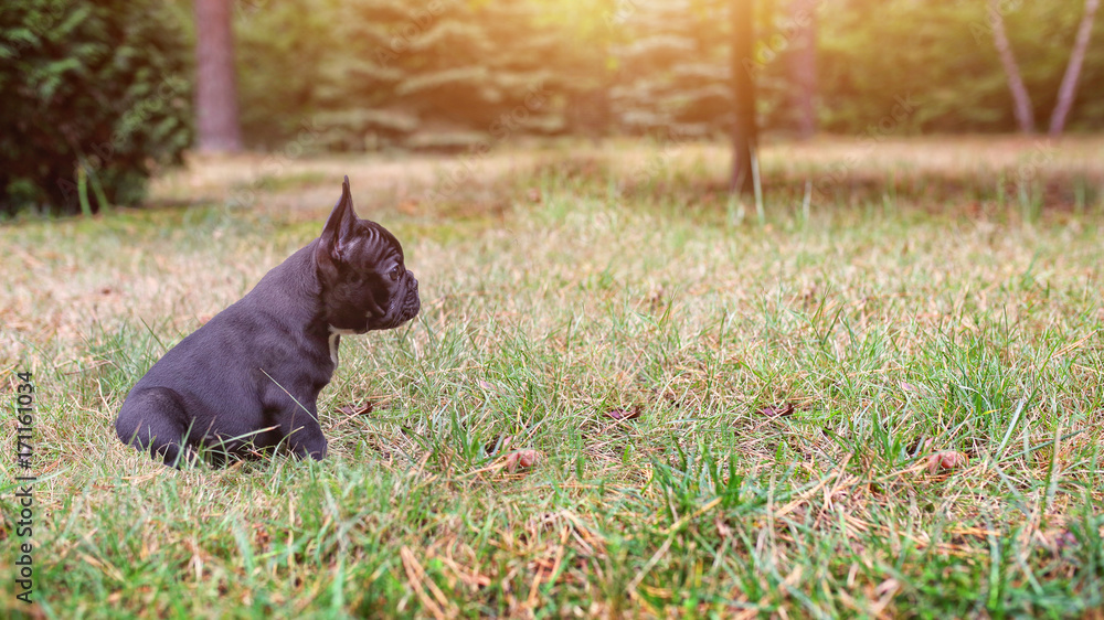 terrier puppy French bulldog sits on the grass terrier puppy French bulldog sits on the grass