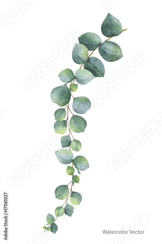 Watercolor vector hand painted silver dollar eucalyptus leaves and branches.