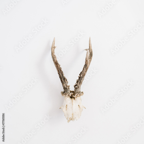 Goat horns on white background. Flat lay, top view hipster concept.