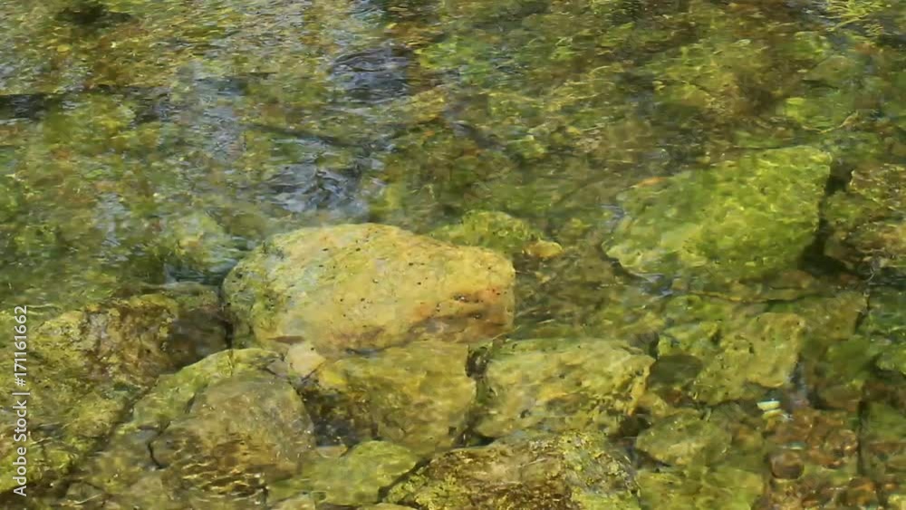 mountain stream with clear water carries fallen leaves mountain stream with clear water carries fallen leaves