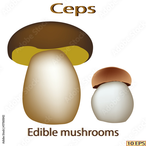 Mushrooms. Edible fungus. Vector illustration to culinary sites or cookbook, vegetarian menu, kitchen interior design.