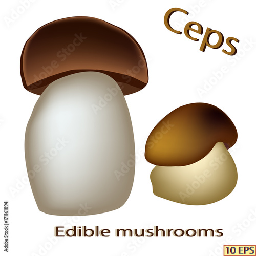Mushrooms. Edible fungus. Vector illustration to culinary sites or cookbook, vegetarian menu, kitchen interior design.