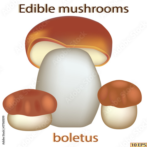 Mushrooms. Edible fungus. Vector illustration to culinary sites or cookbook, vegetarian menu, kitchen interior design.