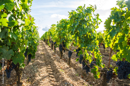 Photos Vine from the Medoc region close to Bordeaux city