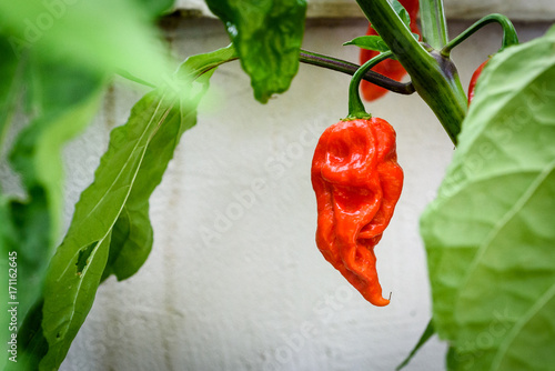 Red hot chilli pepper Bhut Jolokia on a plant. photo