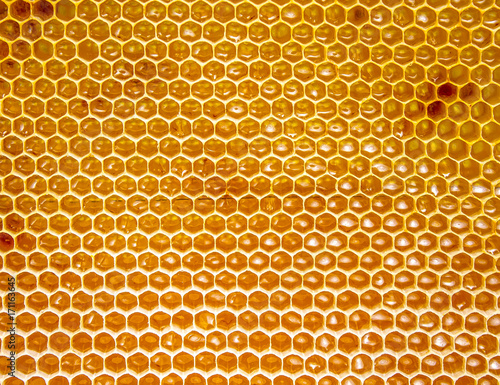 Honeycombs with honey as a background