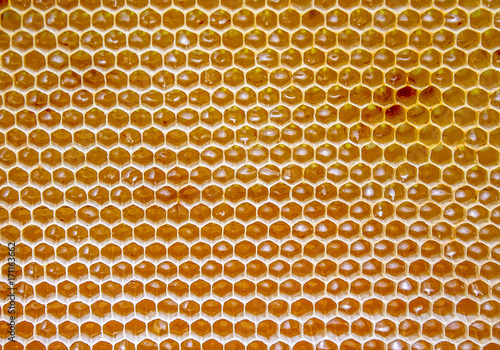 Honeycombs with honey as a background