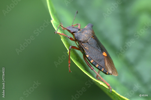 Holcostethus strictus photo