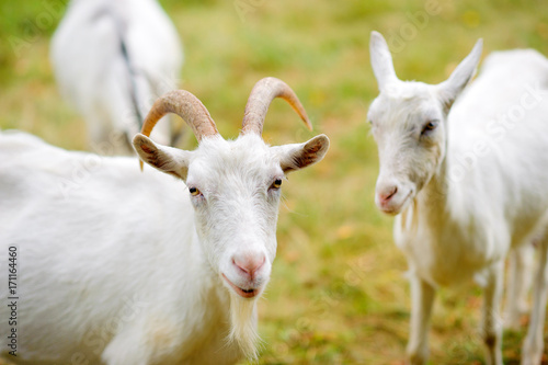 a herd of white goats graze on nature