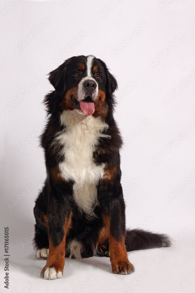 BERNER SENNENHUND dog