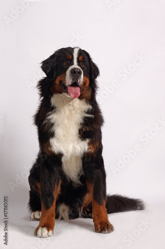 BERNER SENNENHUND dog