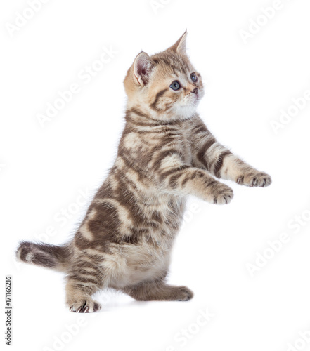 Funny kitten cat standing isolated with paw up