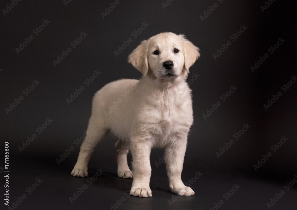 golden RETRIEVER dog golden RETRIEVER dog