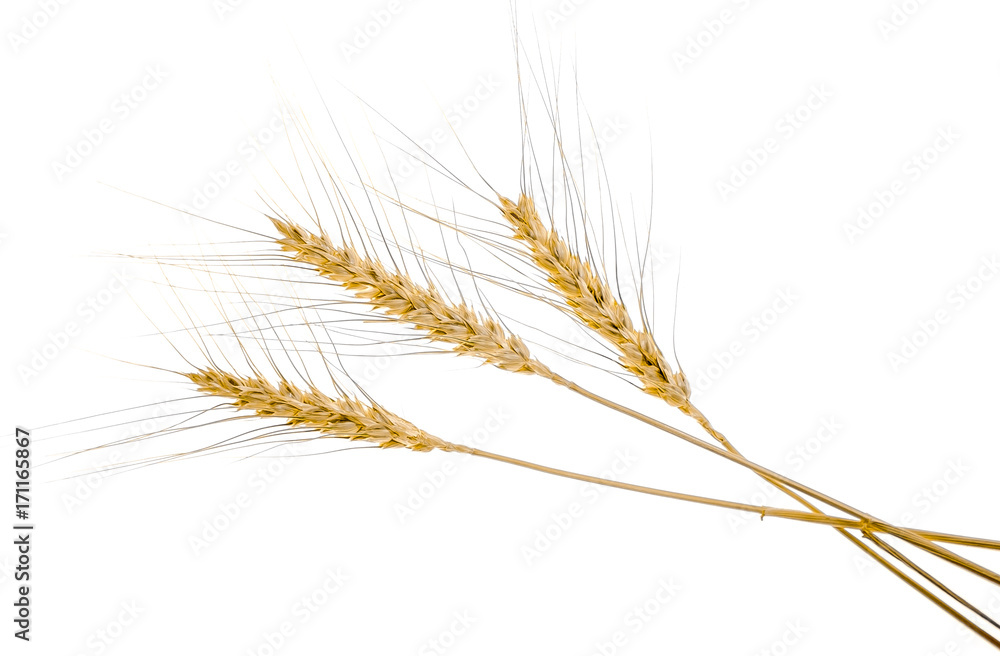 Obraz premium Wheat ears on white background