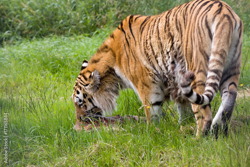 Amur tiger profile
