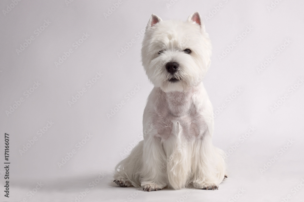 WEST HIGHLAND WHITE TERRIER dog