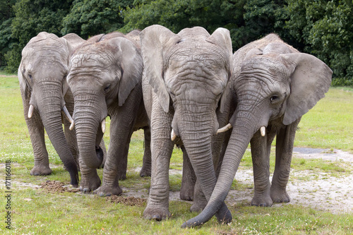 Canvas Print Herd of four elephants