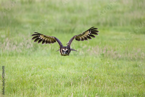 Malaysian wood owl flying