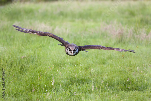 Milk Eagle Owl flying low