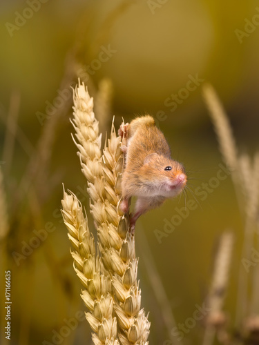 Climbing Harvest Mouse