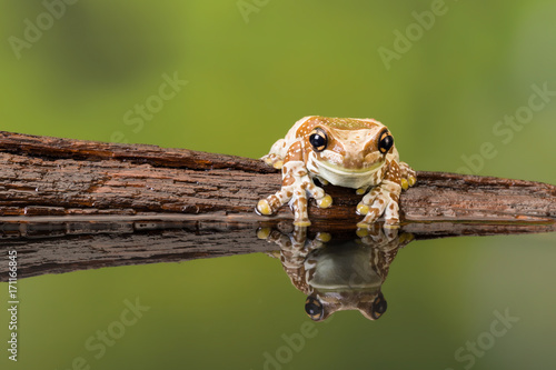 Reflected Amazon milk frog on wood