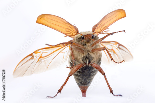 Photos Maybug feelers